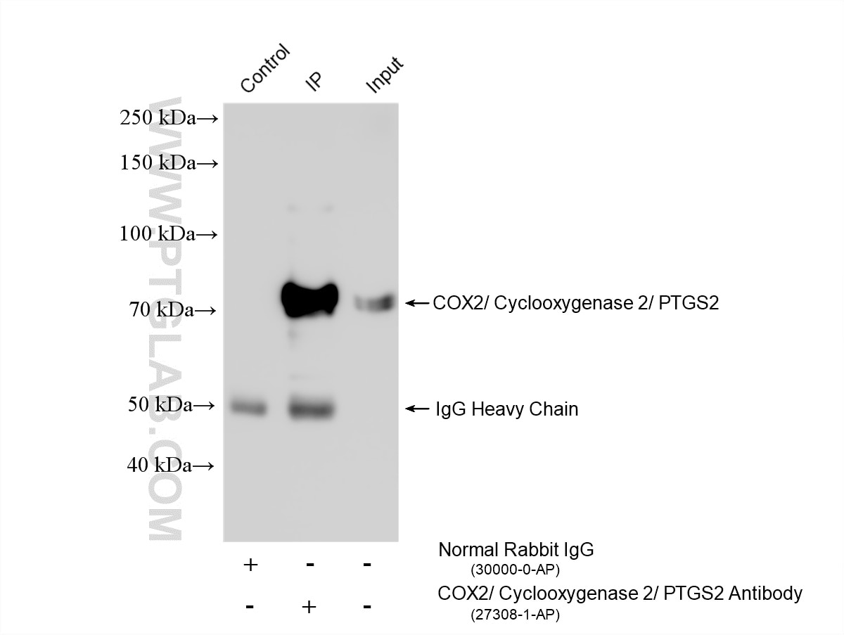 Immunoprecipitation (IP) experiment of A549 cells using COX2/ Cyclooxygenase 2/ PTGS2 Polyclonal antibody (27308-1-AP)