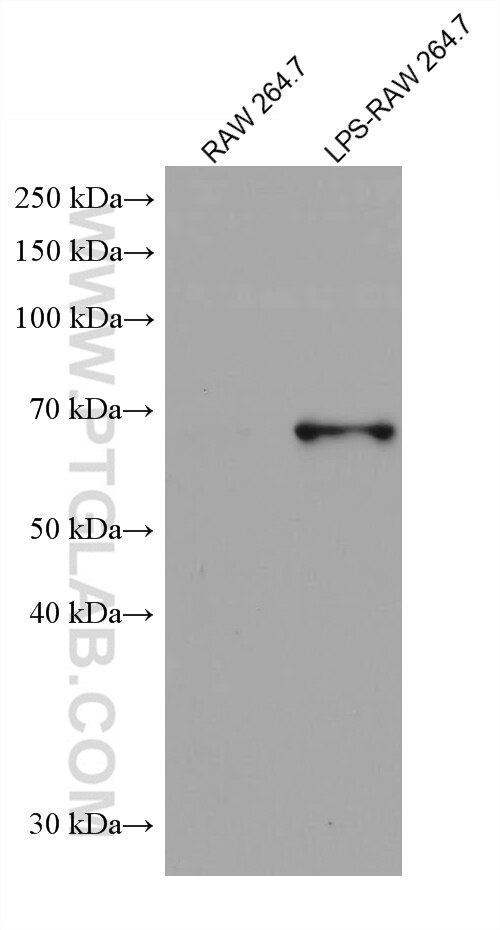 COX2/ Cyclooxygenase 2/ PTGS2