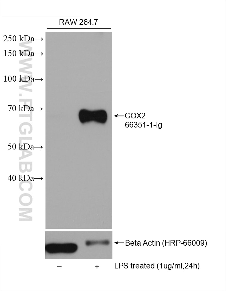 Western Blot (WB) analysis of various lysates using COX2/ Cyclooxygenase 2/ PTGS2 Monoclonal antibody (66351-1-Ig)
