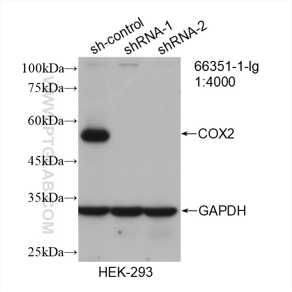 Western Blot (WB) analysis of HEK-293 cells using COX2/ Cyclooxygenase 2/ PTGS2 Monoclonal antibody (66351-1-Ig)