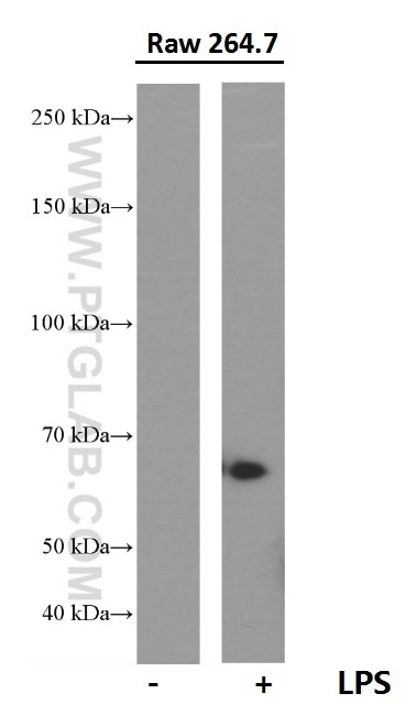 Western Blot (WB) analysis of RAW 264.7 cells using COX2/ Cyclooxygenase 2/ PTGS2 Monoclonal antibody (66351-1-Ig)