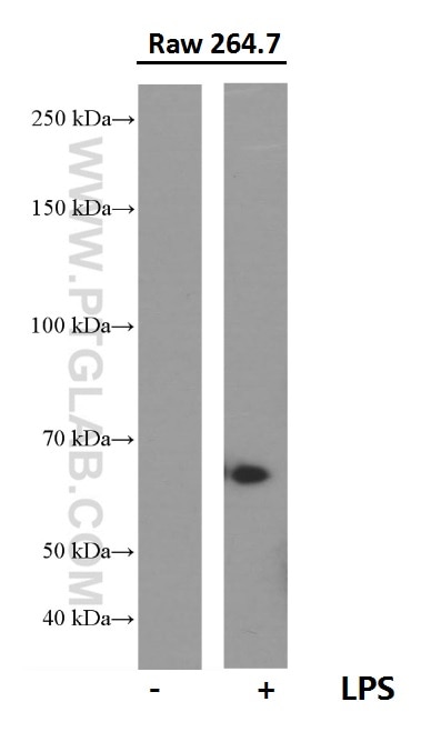 WB analysis of RAW 264.7 using 66351-1-Ig