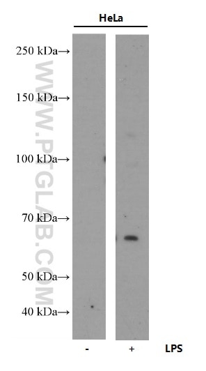 Western Blot (WB) analysis of HeLa cells using COX2/ Cyclooxygenase 2/ PTGS2 Monoclonal antibody (66351-1-Ig)