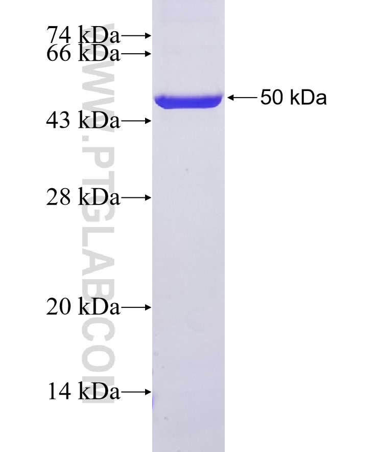 COX2/ Cyclooxygenase 2 fusion protein Ag24721 SDS-PAGE