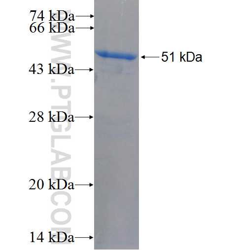 COX2/ Cyclooxygenase 2 fusion protein Ag26174 SDS-PAGE