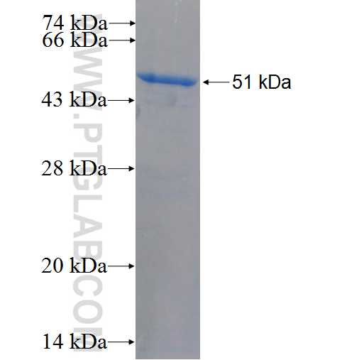 COX2/ Cyclooxygenase 2 fusion protein Ag26174 SDS-PAGE