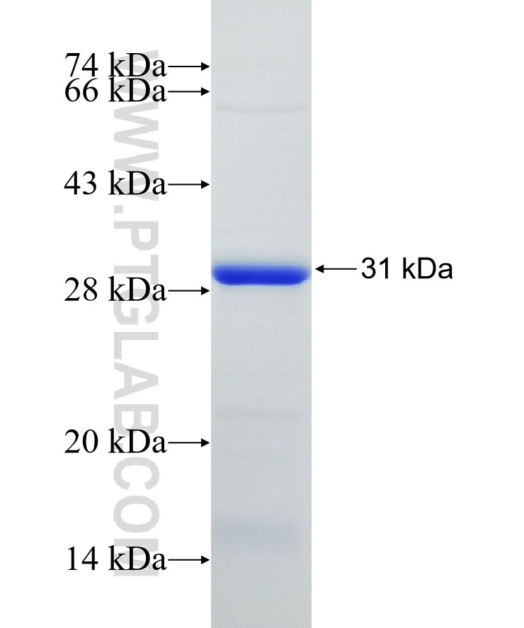 COX2/ Cyclooxygenase 2 fusion protein Ag26183 SDS-PAGE