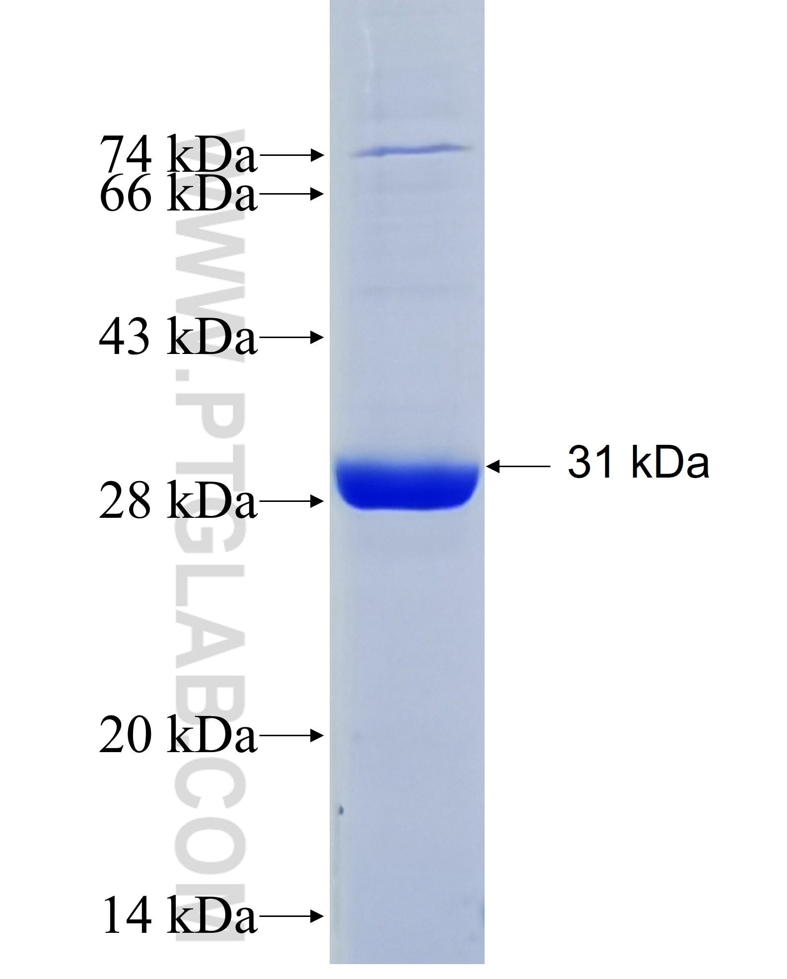 COX2/ Cyclooxygenase 2 fusion protein Ag26183 SDS-PAGE