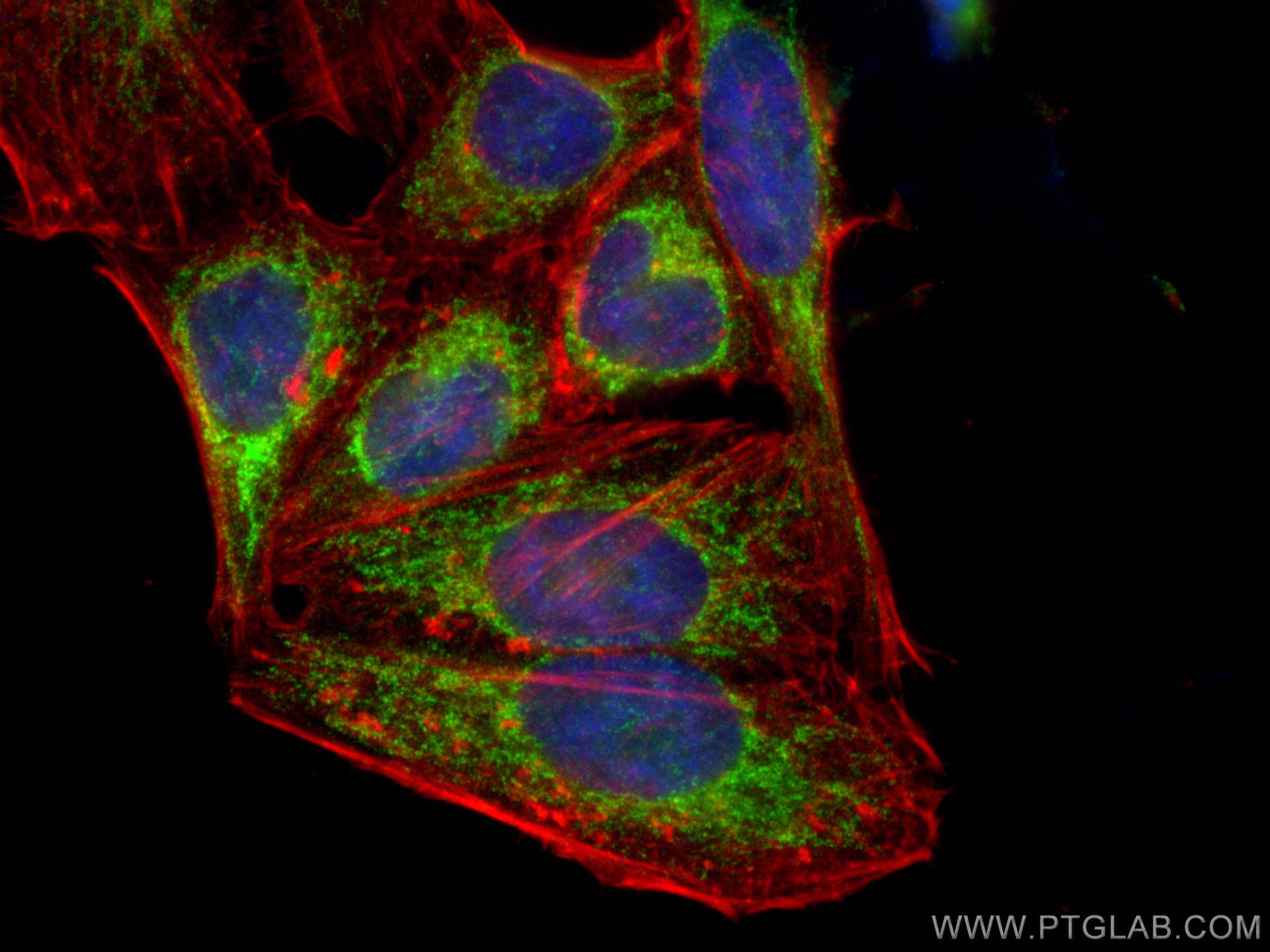 Immunofluorescence (IF) / fluorescent staining of HepG2 cells using MTCO2 Polyclonal antibody (55070-1-AP)