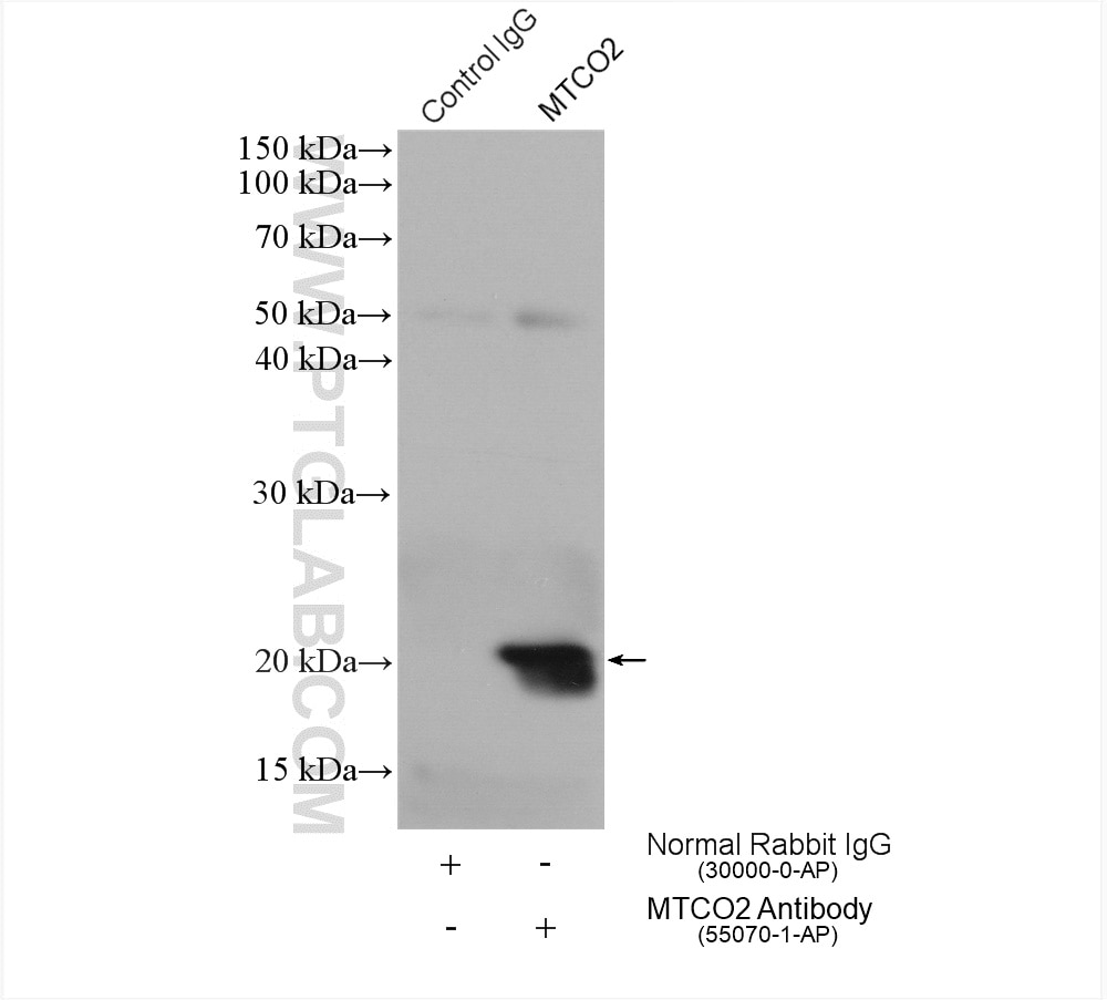 Immunoprecipitation (IP) experiment of HeLa cells using MTCO2 Polyclonal antibody (55070-1-AP)