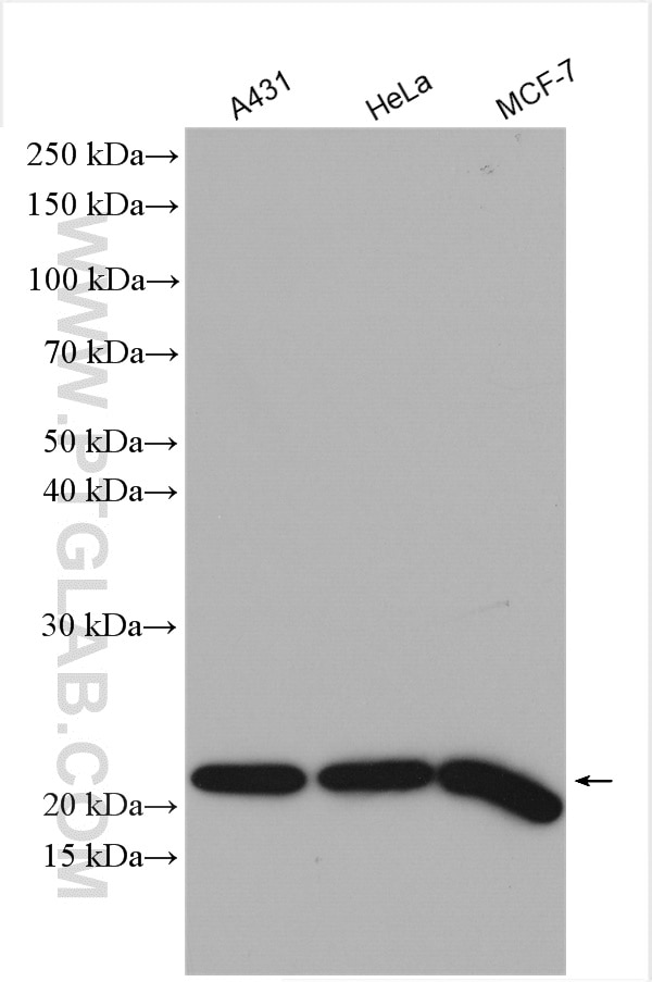 Western Blot (WB) analysis of various lysates using MTCO2 Polyclonal antibody (55070-1-AP)