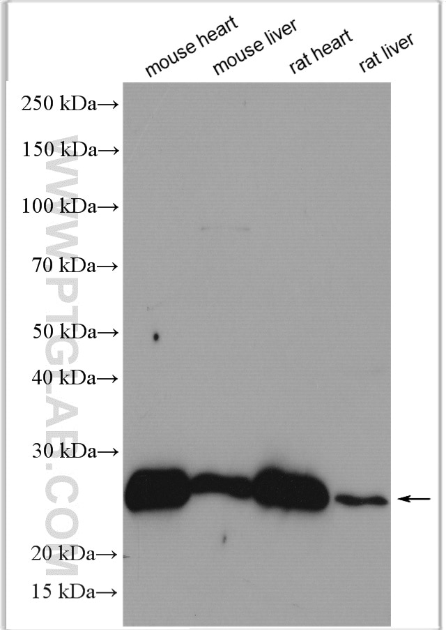 Western Blot (WB) analysis of various lysates using MTCO2 Polyclonal antibody (55070-1-AP)