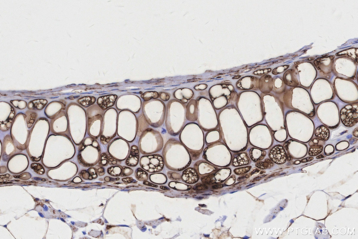 IHC staining of mouse skin using 84197-1-RR Immunohistochemistry (IHC) staining of mouse skin tissue using MTCO3 Recombinant monoclonal antibody (84197-1-RR)