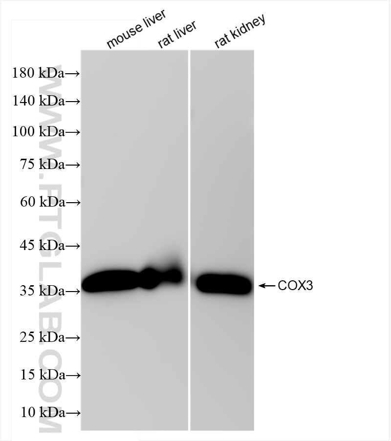 Western Blot (WB) analysis of various lysates using MTCO3 Recombinant antibody (84197-1-RR)
