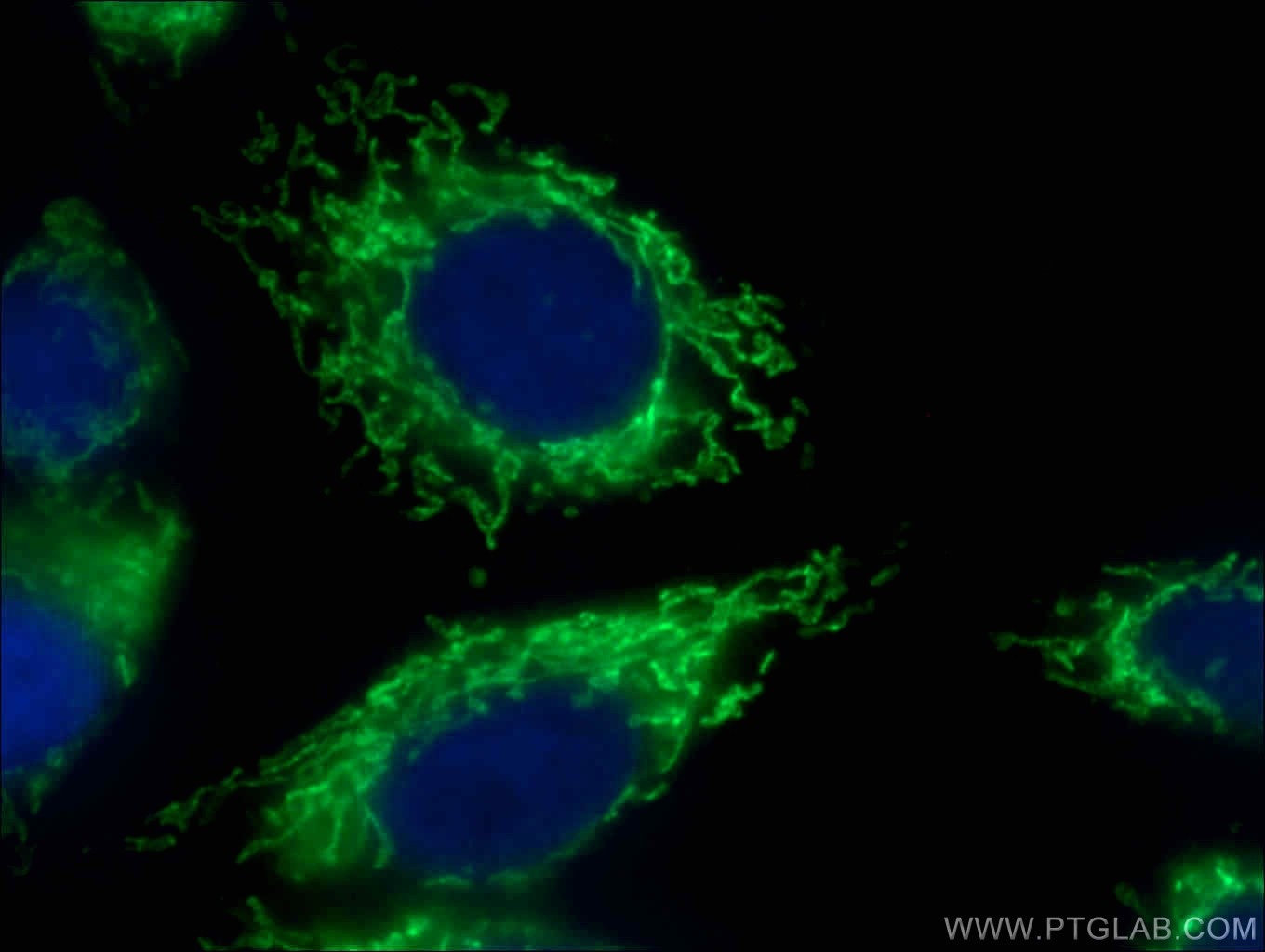 Immunofluorescence (IF) / fluorescent staining of HepG2 cells using COXIV Polyclonal antibody (11242-1-AP)