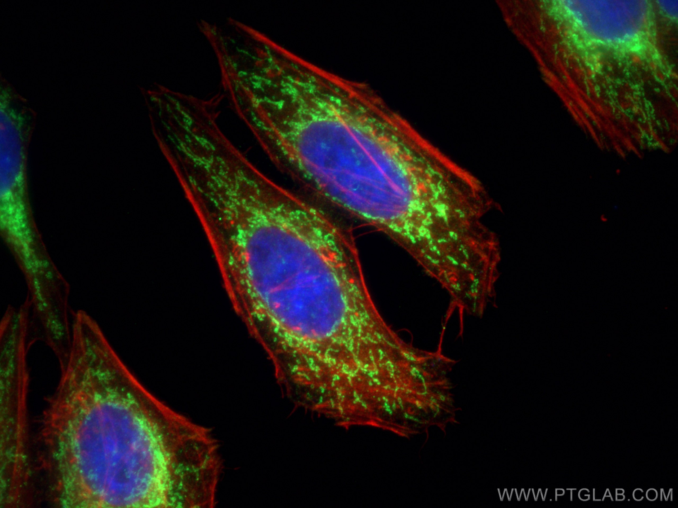 Immunofluorescence (IF) / fluorescent staining of HepG2 cells using COXIV Polyclonal antibody (11242-1-AP)