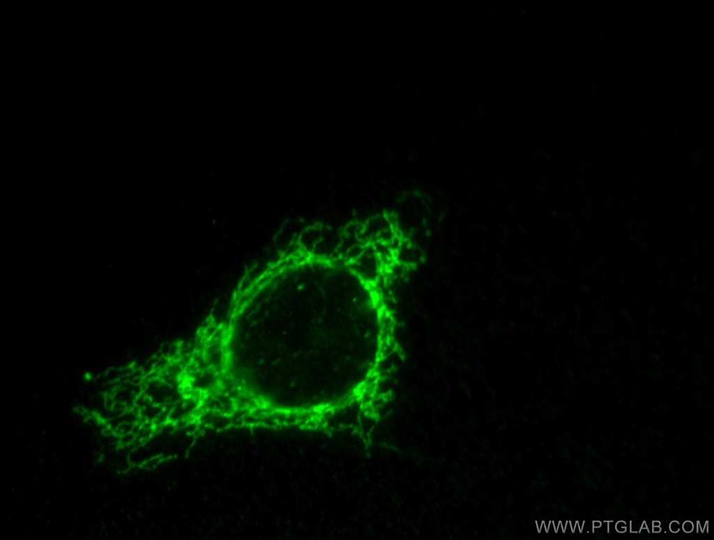 COXIV Polyclonal antibody