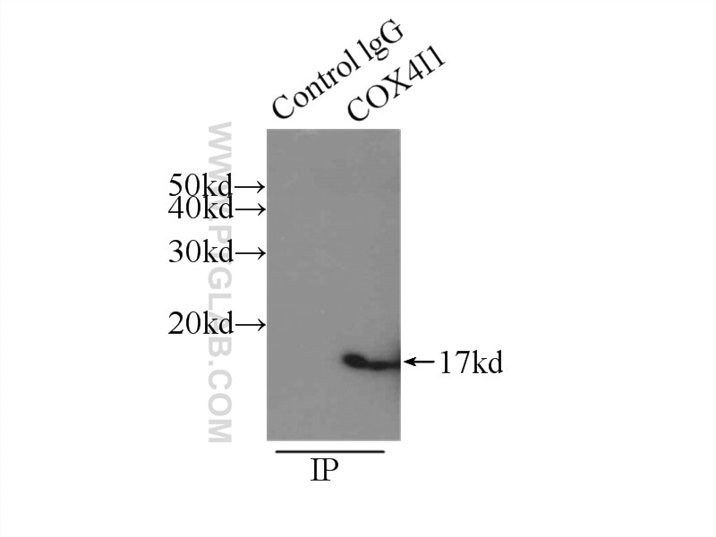 Immunoprecipitation (IP) experiment of mouse skeletal muscle tissue using COXIV Polyclonal antibody (11242-1-AP)