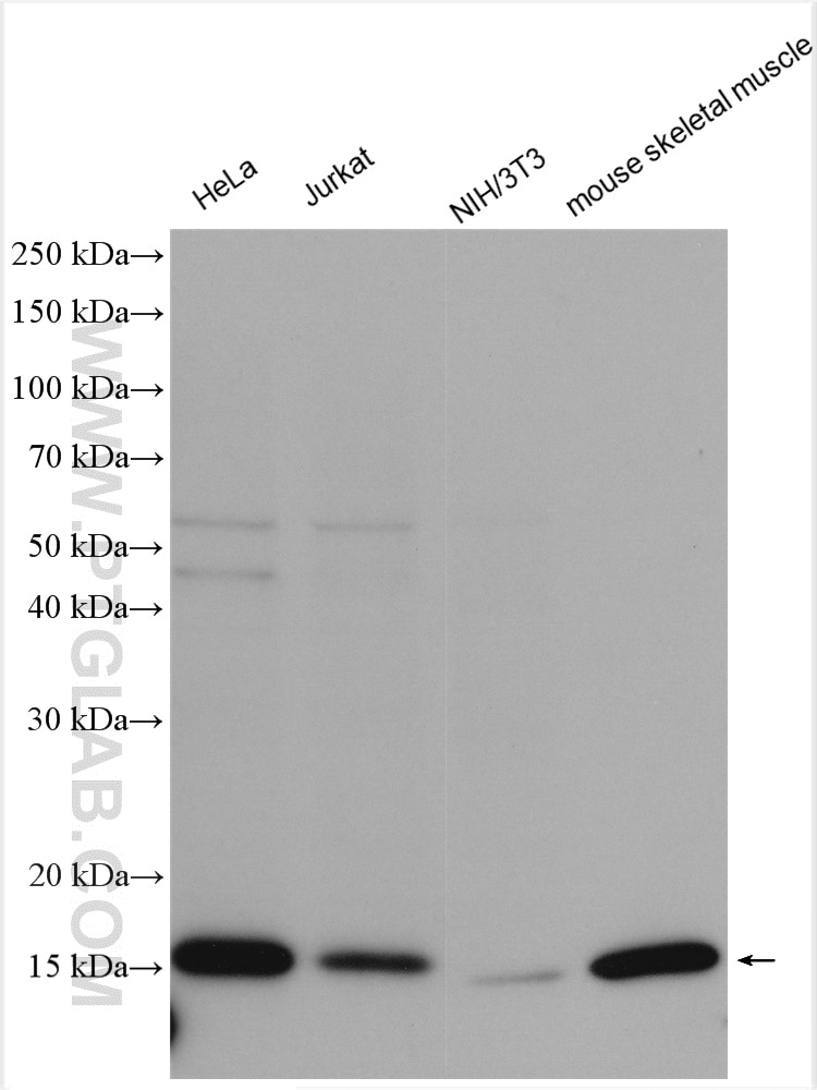 Western Blot (WB) analysis of various lysates using COXIV Polyclonal antibody (11242-1-AP)