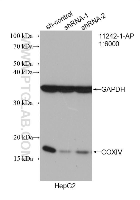 Western Blot (WB) analysis of HepG2 cells using COXIV Polyclonal antibody (11242-1-AP)