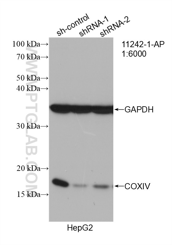 WB analysis of HepG2 using 11242-1-AP