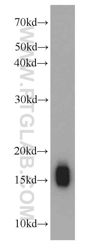Western Blot (WB) analysis of mouse heart tissue using COXIV Polyclonal antibody (11242-1-AP)