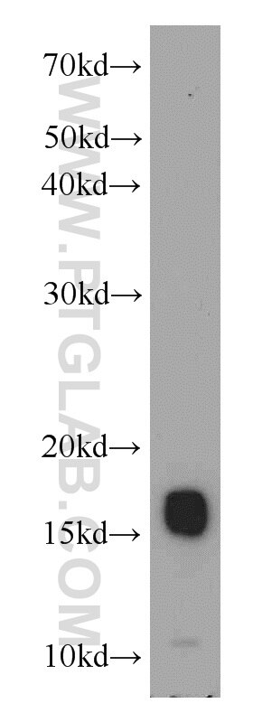 Western Blot (WB) analysis of HEK-293 cells using COXIV Polyclonal antibody (11242-1-AP)