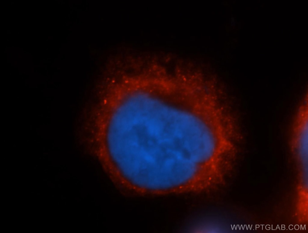 Immunofluorescence (IF) / fluorescent staining of HeLa cells using COX4I2 Polyclonal antibody (11463-1-AP)