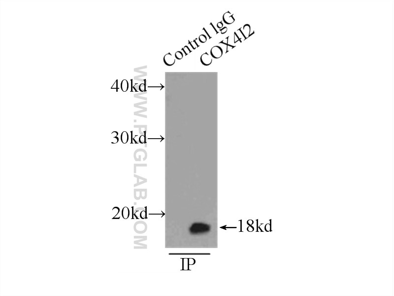 Immunoprecipitation (IP) experiment of HepG2 cells using COX4I2 Polyclonal antibody (11463-1-AP)