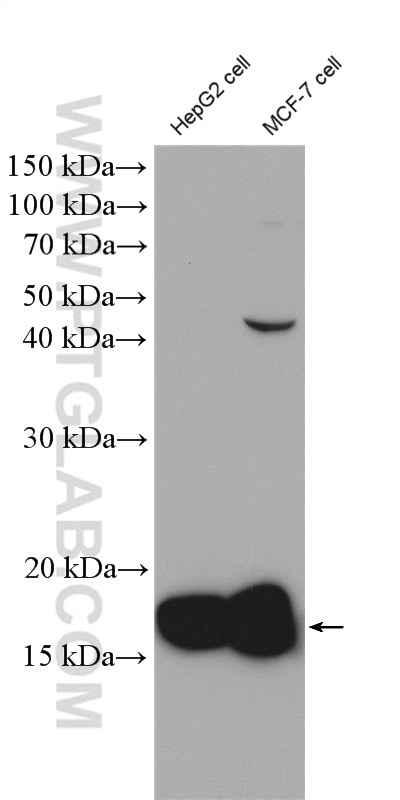 Western Blot (WB) analysis of various lysates using COX4I2 Polyclonal antibody (11463-1-AP)