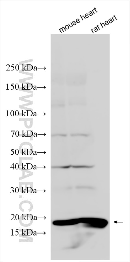 Western Blot (WB) analysis of various lysates using COX4I2 Polyclonal antibody (11463-1-AP)