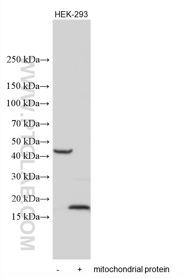 Western Blot (WB) analysis of various lysates using COX4I2 Polyclonal antibody (11463-1-AP)