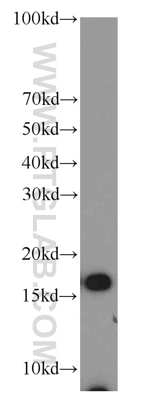 Western Blot (WB) analysis of MCF-7 cells using COX4I2 Polyclonal antibody (11463-1-AP)