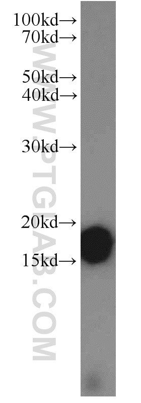 Western Blot (WB) analysis of MCF-7 cells using COX4I2 Polyclonal antibody (11463-1-AP)