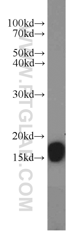 Western Blot (WB) analysis of HepG2 cells using COX4I2 Polyclonal antibody (11463-1-AP)
