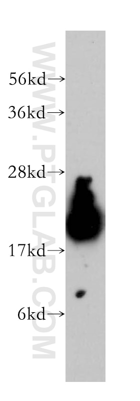 Western Blot (WB) analysis of human heart tissue using COX4I2 Polyclonal antibody (11463-1-AP)