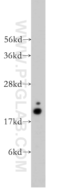 Western Blot (WB) analysis of human lung tissue using COX4I2 Polyclonal antibody (11463-1-AP)