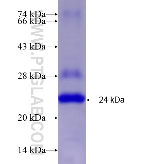 COX4I2 fusion protein Ag18767 SDS-PAGE