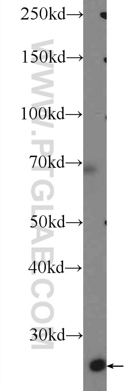 Western Blot (WB) analysis of human placenta tissue using COX4NB Polyclonal antibody (19889-1-AP)