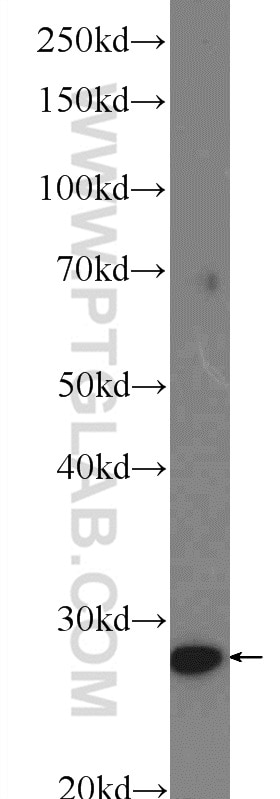 Western Blot (WB) analysis of mouse liver tissue using COX4NB Polyclonal antibody (19889-1-AP)