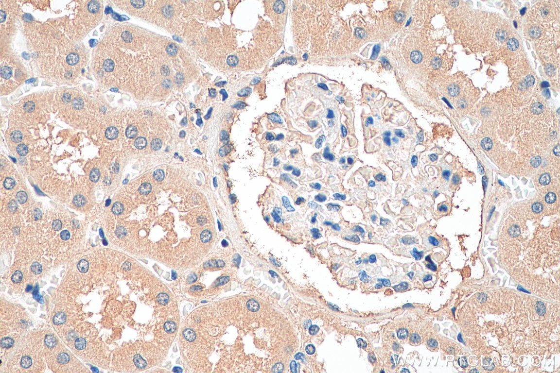 Immunohistochemistry (IHC) staining of human kidney tissue using COX4NB Monoclonal antibody (66547-1-Ig)