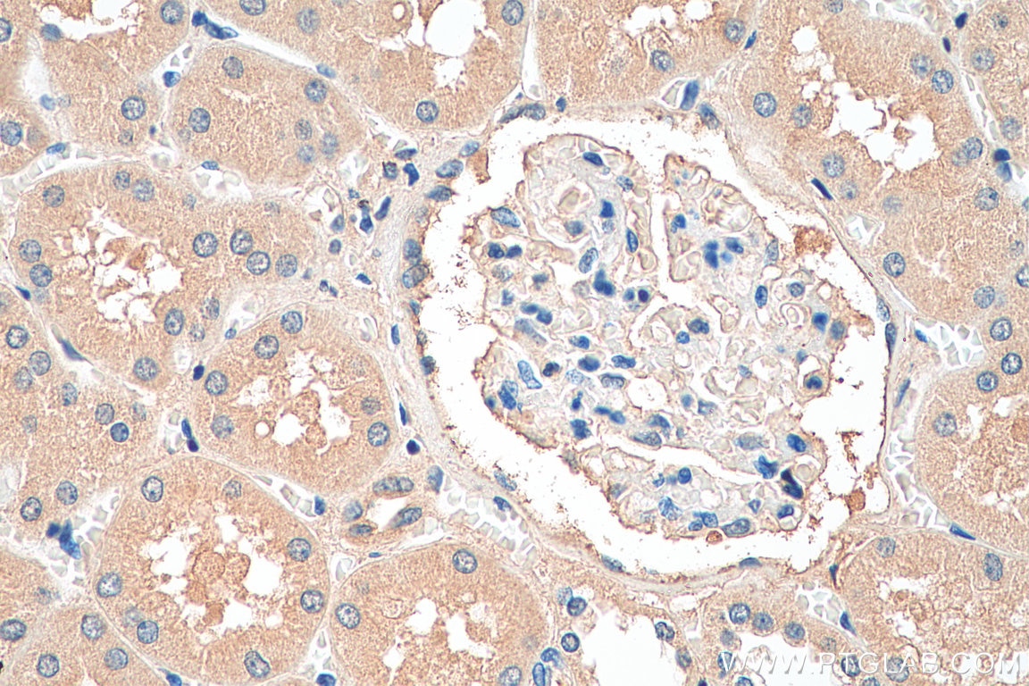 Immunohistochemistry (IHC) staining of human kidney tissue using COX4NB Monoclonal antibody (66547-1-Ig)