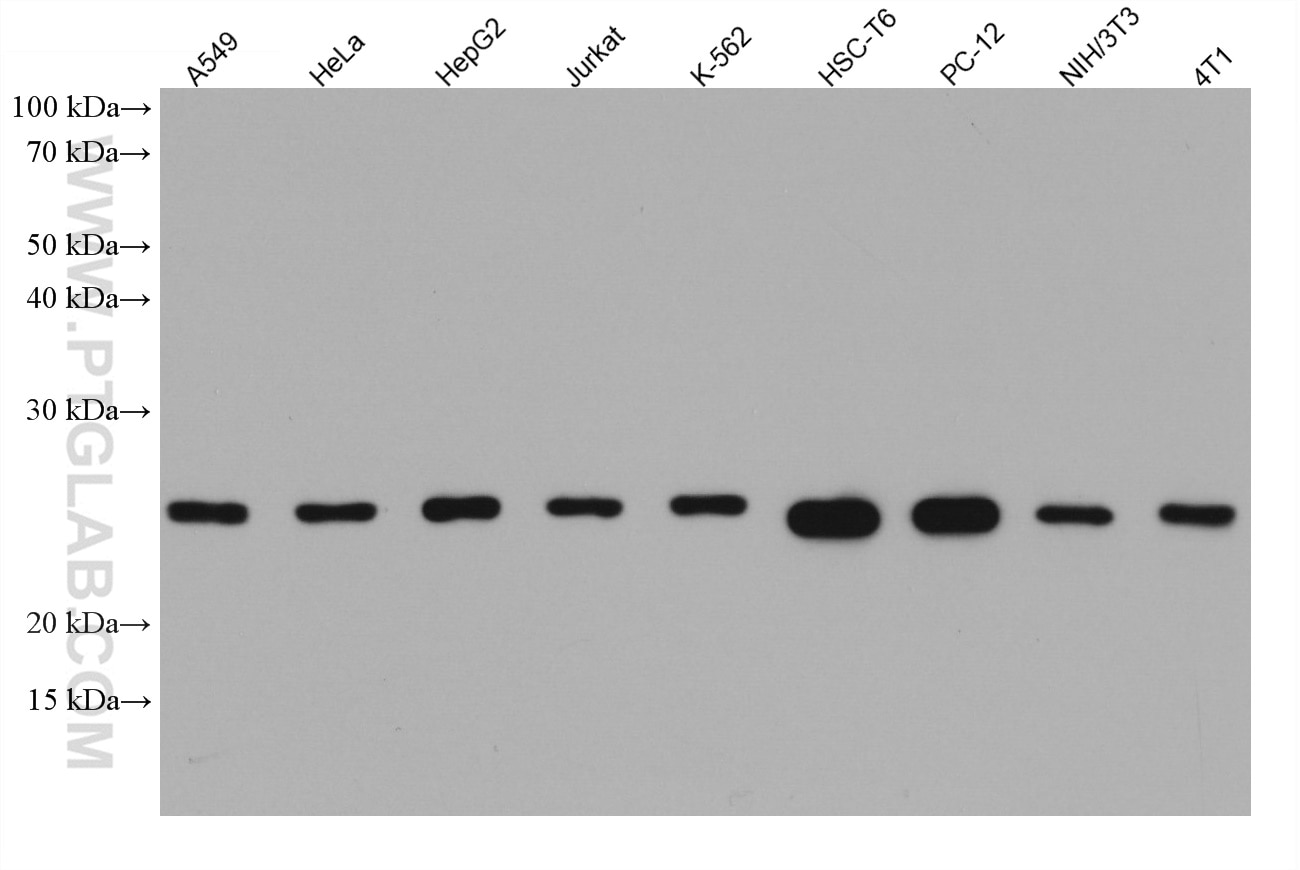 Western Blot (WB) analysis of various lysates using COX4NB Monoclonal antibody (66547-1-Ig)
