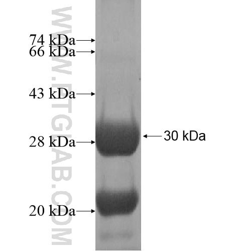 COX4NB fusion protein Ag13776 SDS-PAGE
