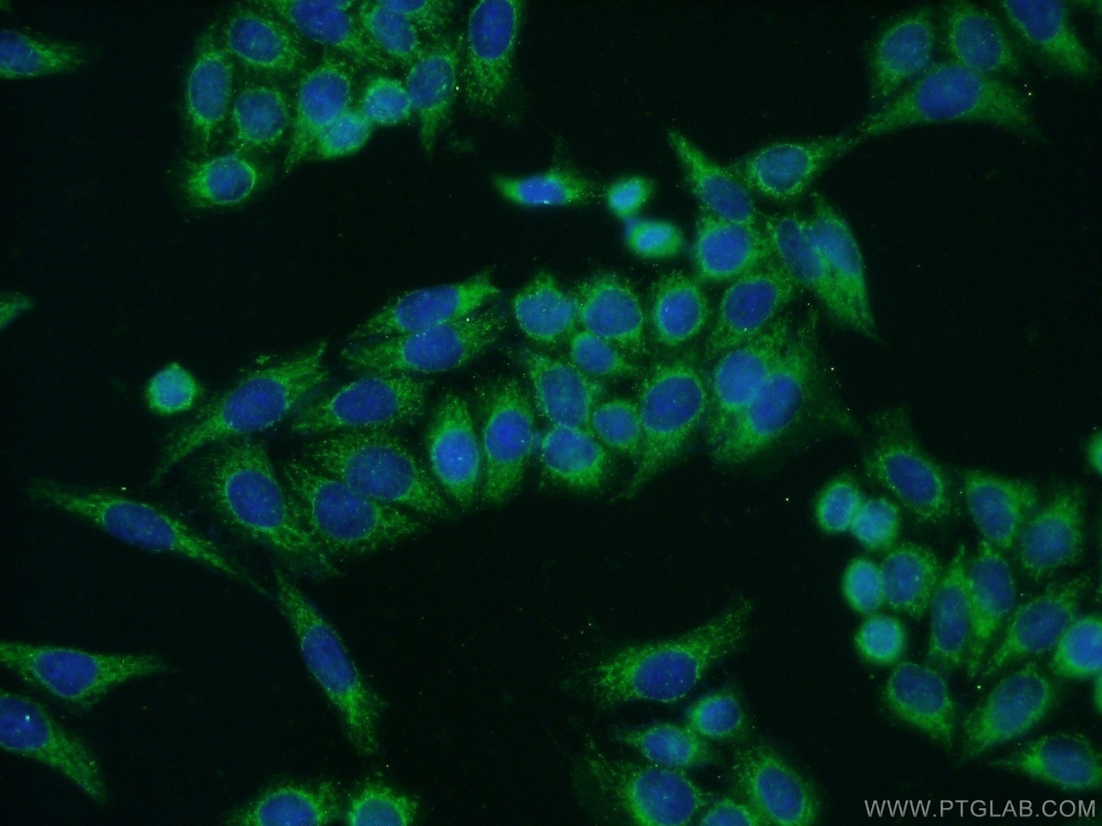 Immunofluorescence (IF) / fluorescent staining of HeLa cells using COX5A Polyclonal antibody (11448-1-AP)