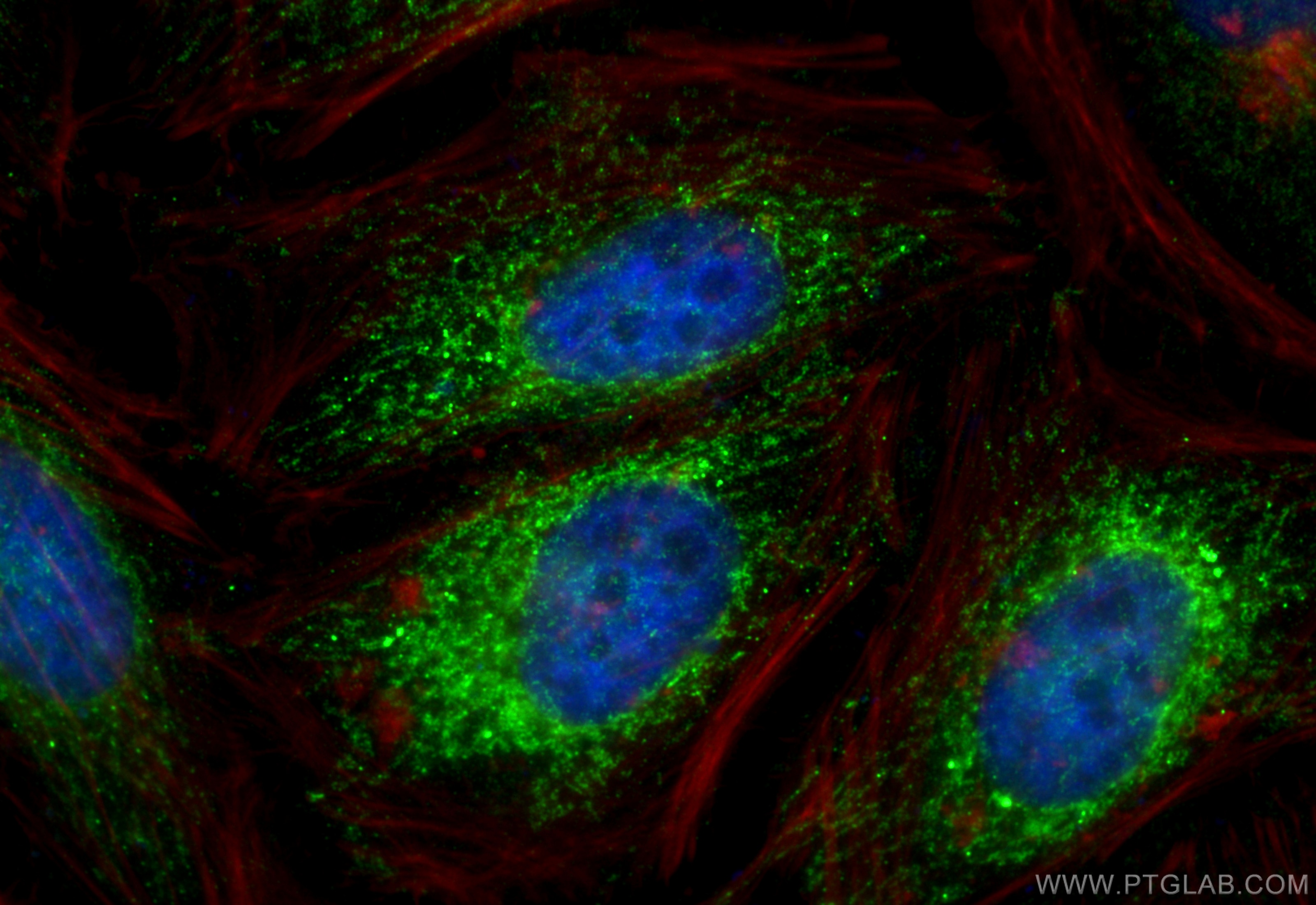 Immunofluorescence (IF) / fluorescent staining of HeLa cells using COX5A Polyclonal antibody (11448-1-AP)
