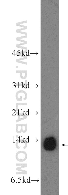 Western Blot (WB) analysis of mouse brain tissue using COX5A Polyclonal antibody (11448-1-AP)