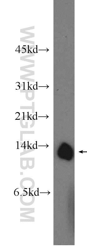 Western Blot (WB) analysis of L02 cells using COX5A Polyclonal antibody (11448-1-AP)