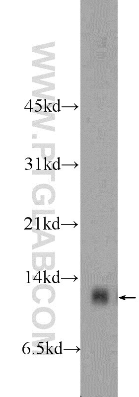 COX5A Polyclonal antibody