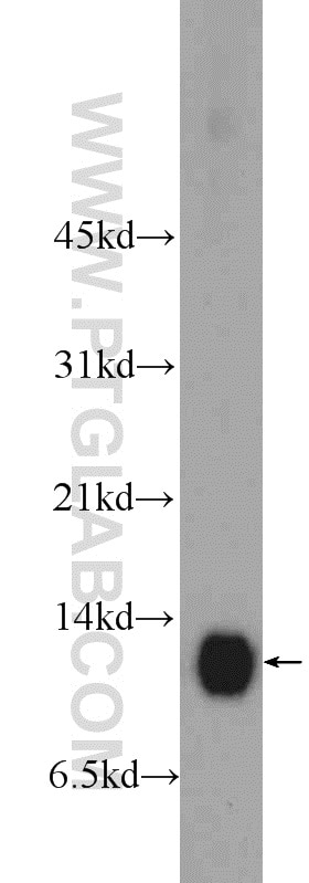 Western Blot (WB) analysis of HeLa cells using COX5A Polyclonal antibody (11448-1-AP)